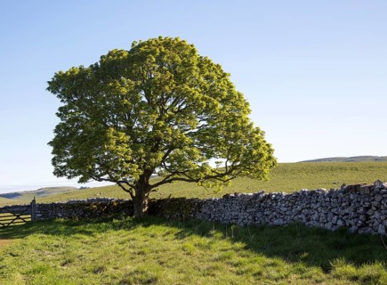 Tree green leaves early summer against blue sky, Malham, Yorkshire Dales national park, England, UK