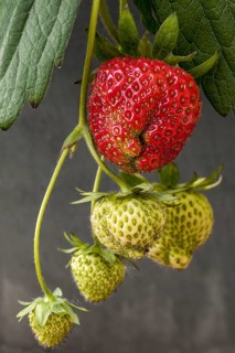Ripe and unripe garden strawberries (Fragaria) in spring