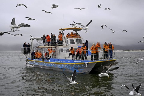 Tourists on a whale safari, near Gaansbai, Western Cape Province, South Africa, Africa