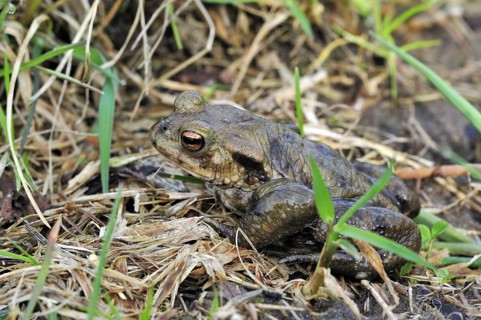 Common European toad (Bufo bufo) leaving pond, Belgium, Europe