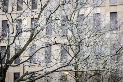 The trees in Berlin are frozen on Thursday morning. There is currently an official warning of icy