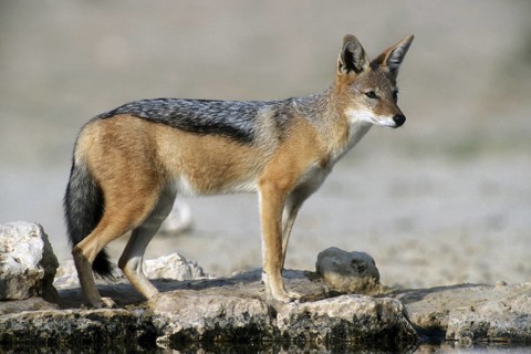 Black-backed jackal (Canis mesomelas) at waterhole in the Kalahari desert, Kgalagadi Transfrontier