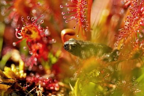 Young common toad (Bufo bufo) walking trough sundew, the Netherlands