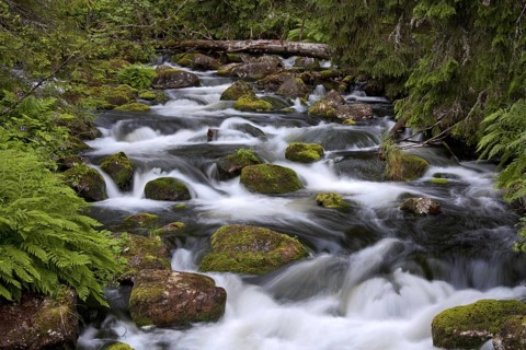 The river Njupan in the Fulufjaellet National Park, Dalarna, Sweden, Europe