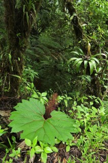 Cloud forest vegetation in Tapanti National Park, Orosi National Park, Costa Rica, Central America