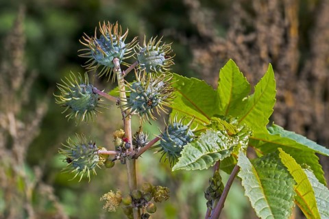 Castor bean, castor oil plant (Ricinus communis), close-up of seed capsules, fruit and leaves in