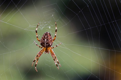 European garden spider, diadem spider, orangie, cross spider, crowned orb weaver (Araneus