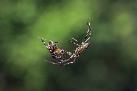 European garden spiders, diadem spider, cross spider, cross orbweaver (Araneus diadematus),