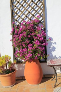 Pretty flowering bougainvillea plant in clay pot on tiled terrace, Vejer de la Frontera, Cadiz