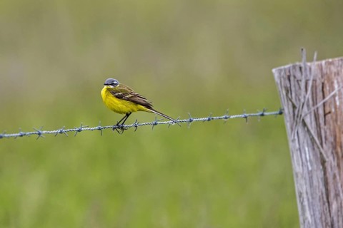 Western yellow wagtail, blue-headed wagtail (Motacilla flava flava) adult male in breeding plumage