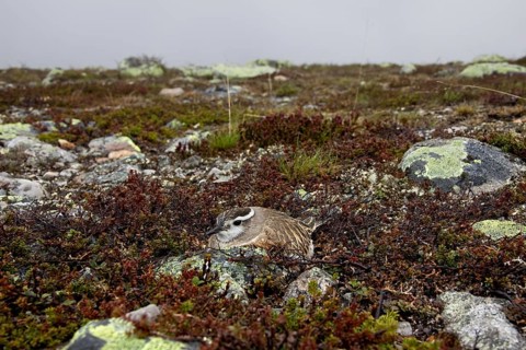 Eurasian Dotterel (Charadrius morinellus) nesting on the tundra, Sweden, Europe