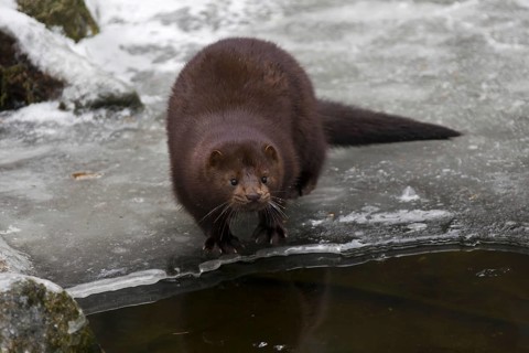 American mink (Neovison vison, Mustela vison), mustelid native to North America on frozen river