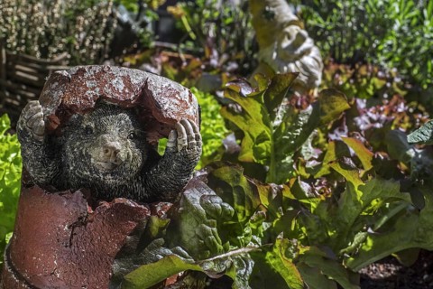 Garden ornament, mole figurine hiding in broken flowerpot among lettuce in vegetable garden, herb