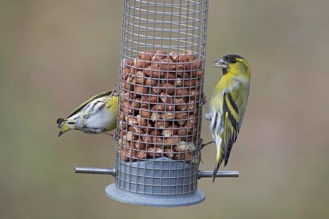 Two Eurasian siskin, European siskin, common siskins (Spinus spinus) males in breeding plumage
