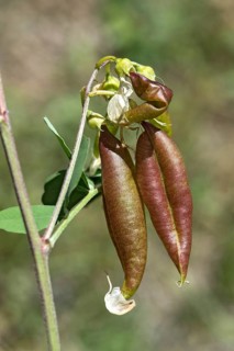Red-brown, blistered, parchment-like fruits of the yellow bladder bush (Colutea arbrescens),