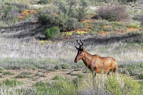 Red hartebeest, Cape hartebeest (Alcelaphus buselaphus caama) in the Kalahari Desert, Kgalagadi