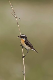 Whinchat (Saxicola rubetra) with prey in beak, Germany, Europe