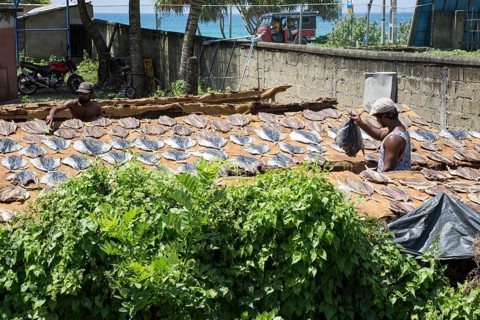 Men drying fish at the coast near Galle, Sri Lanka, Asia