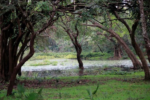 Natural vegetation water, trees at UNESCO World Heritage Site, the ancient city of Polonnaruwa, Sri