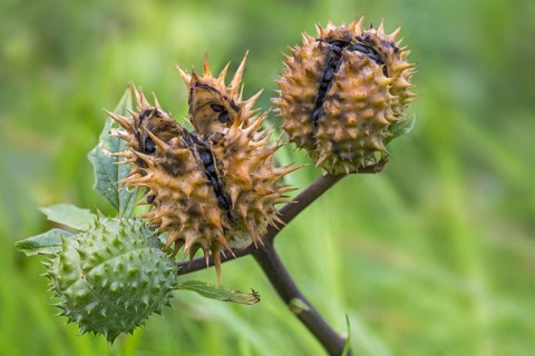 Thorn apple, jimsonweed, jimson weed, devil's snare, devil's trumpet (Datura stramonium), close-up