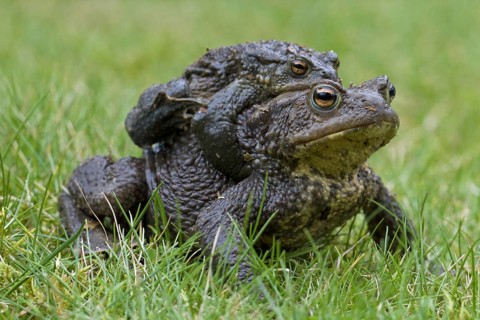 Common Toad, European Toad (Bufo bufo) pair migrating in amplexus to breeding pond in spring,