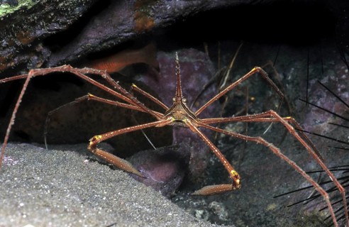 Single Atlantic spider crab (Stenorhynchus lanceloatus) sitting in front of a small cave dwelling,