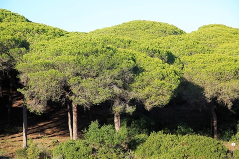 Stone pine trees, Pinus pinea, Parque Natural de Acantilado, Parque Natural de La Brena, Barbate,