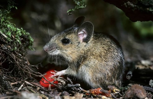 Wood mouse (Apodemus sylvaticus) eating rosehip