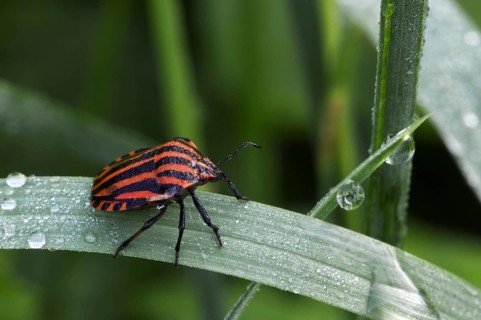 Italian striped-bug, Minstrel bug, Harlequin bug (Graphosoma lineatum, Graphosoma italicum) in