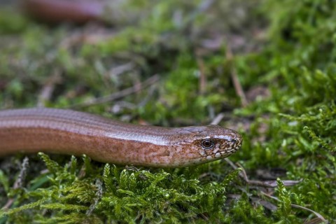 Male common slowworm, blindworm (Anguis fragilis) close up of head on moss in forest in spring