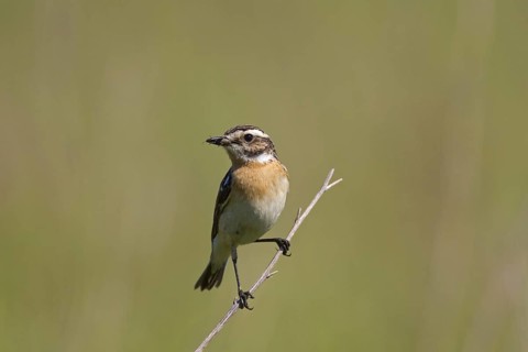 Whinchat (Saxicola rubetra) female with insect prey in beak