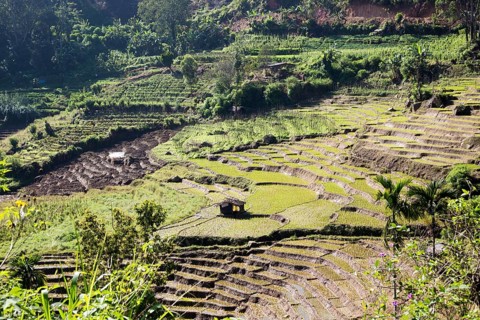 Paddy field rice farming terraces, Ella, Badulla District, Uva Province, Sri Lanka, Asia