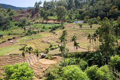 Paddy field rice farming terraces, Ella, Badulla District, Uva Province, Sri Lanka, Asia