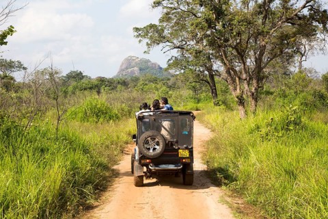 Elephant safari in Hurulu Eco Park biosphere reserve, Habarana, Anuradhapura District, Sri Lanka,