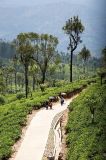 Women walking with shade umbrellas in town of Haputale, Badulla District, Uva Province, Sri Lanka,