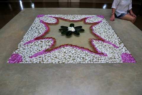 Frangipani petal picture in water Amaya Beach Resort and Spa hotel, Pasikudah Bay, Eastern