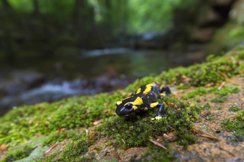 European salamander, Fire salamander (Salamandra salamandra) near stream in forest