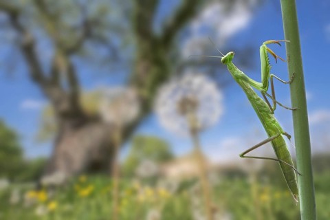 European mantis, praying mantis (Mantis religiosa) climbing stem in meadow in summer, La Brenne,