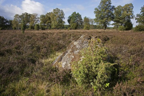 Erratic block, travelled stone on the Lueneburg Heath, Lunenburg Heathland, Lower Saxony, Germany,