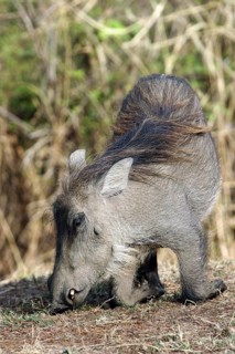 Kneeling common warthog (Phacochoerus aethiopicus) grazing in the Mole National Park, Ghana, West