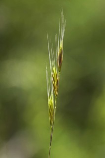Squirrel-tail fescue, brome fescue (Vulpia bromoides) close up of spike