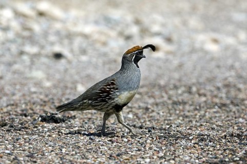 Gambel's quail (Callipepla gambelii, Lophortyx gambelii) male foraging in the desert, native to