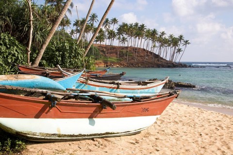 Brightly coloured fishing canoes under coconut palm trees of tropical sandy beach, Mirissa, Sri