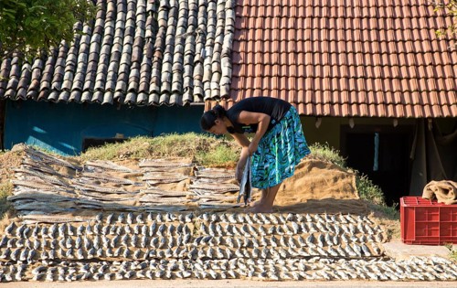 Woman drying fish Mirissa, Sri Lanka, Asia