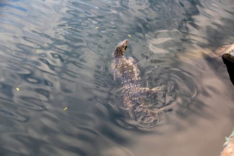 Water monitor (Varanus salvator) in lake, Polonnaruwa, North Central Province, Sri Lanka, Asia