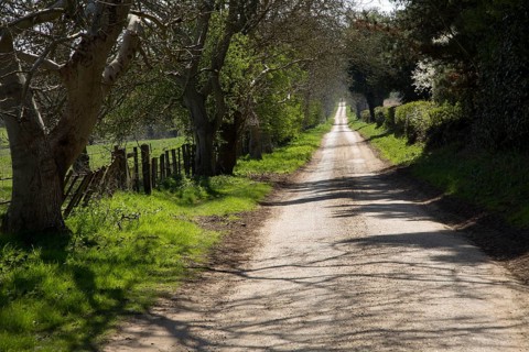 Long straight country road passing leafless trees, Sutton, Suffolk, England, UK