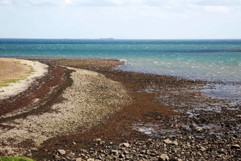 Stoney beach at low tide, Holy Island, Lindisfarne, Northumberland, England, UK