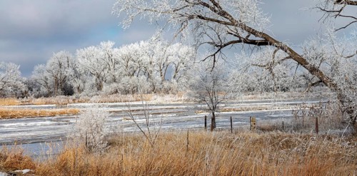 Kearney, Nebraska, Frost on trees along the Platte River on a January day