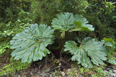Giant leaves of poor man's umbrella (Gunnera insignis) in cloud forest, Tapanti National Park,