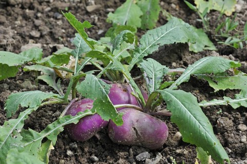 White turnip (Brassica rapa) in field in summer